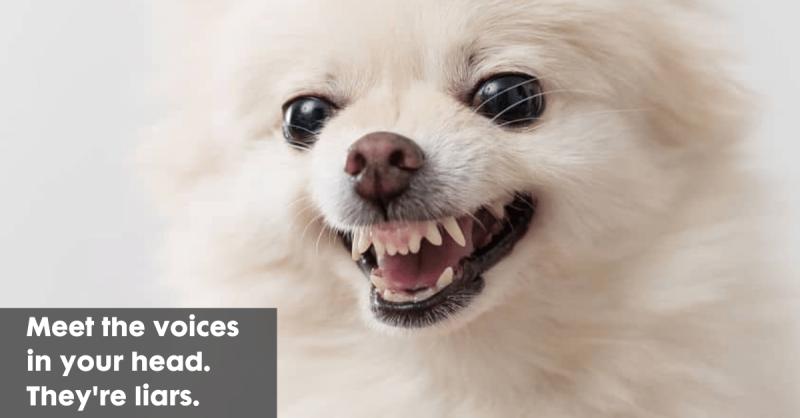 Taming the Wild Pomeranians